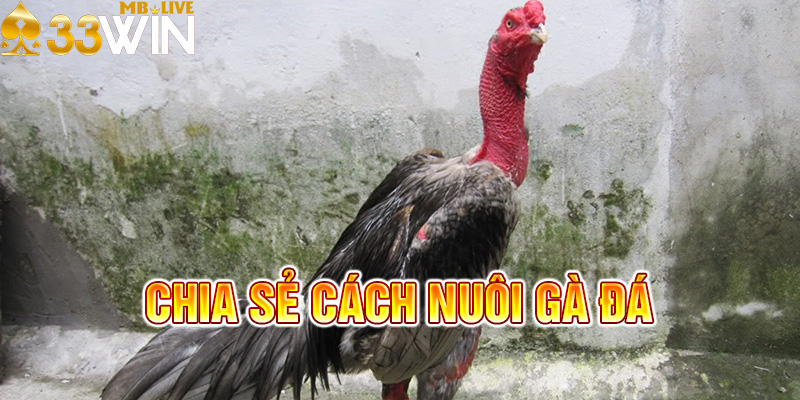 Hướng dẫn nuôi gà đá cơ bản